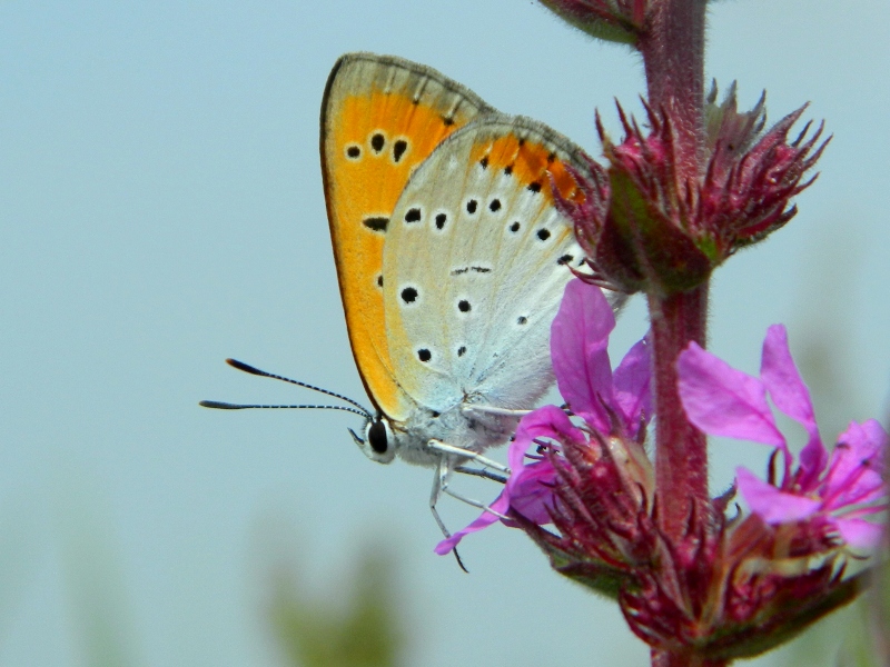 Rieccola! Lycaena dispar 2014